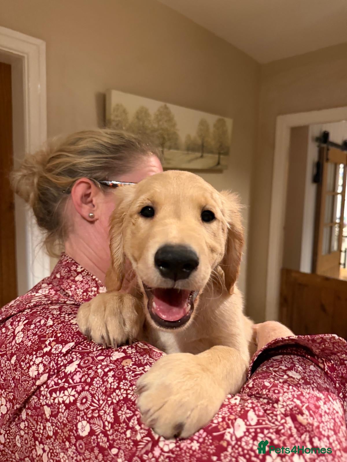 Golden Retriever dogs KC Registered Golden Retriever Puppies - Advert 1