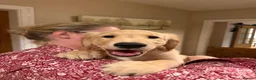 Golden Retriever dogs for sale: KC Registered Golden Retriever Puppies - Advert 4