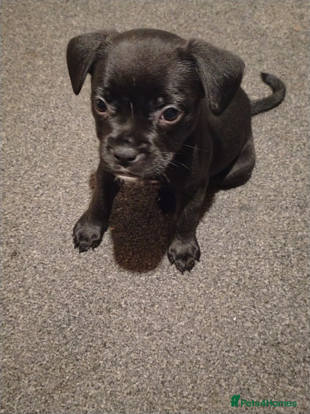 Mixed Breed dogs for sale: French Bulldog x Staff pups  - Advert 2