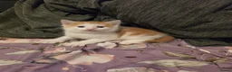 Mixed Breed cats for sale: look at all those tiny fluffballs!  - Advert 20