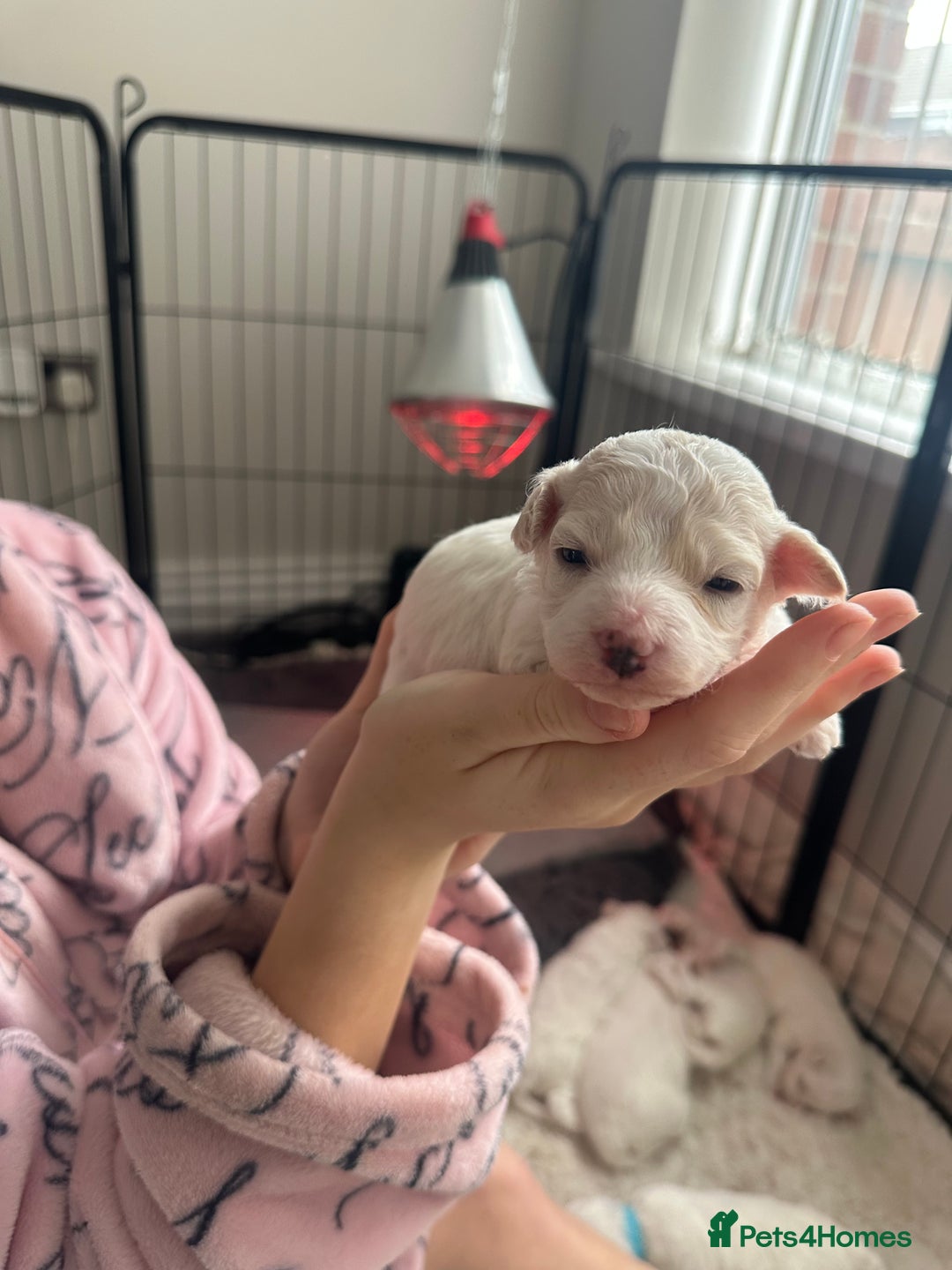 Bichon Frise dogs for sale: Bichon Frise puppies   - Image 4