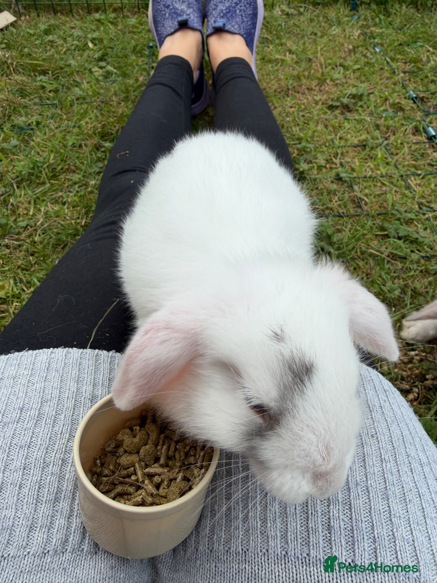Dwarf Lop rabbits Dwarf Lop Baby Bunnies  - Advert 23