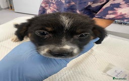 Mixed Breed dogs for adoption: 💮Cauliflower💮 for adoption, coming into GLOUS - Image 10