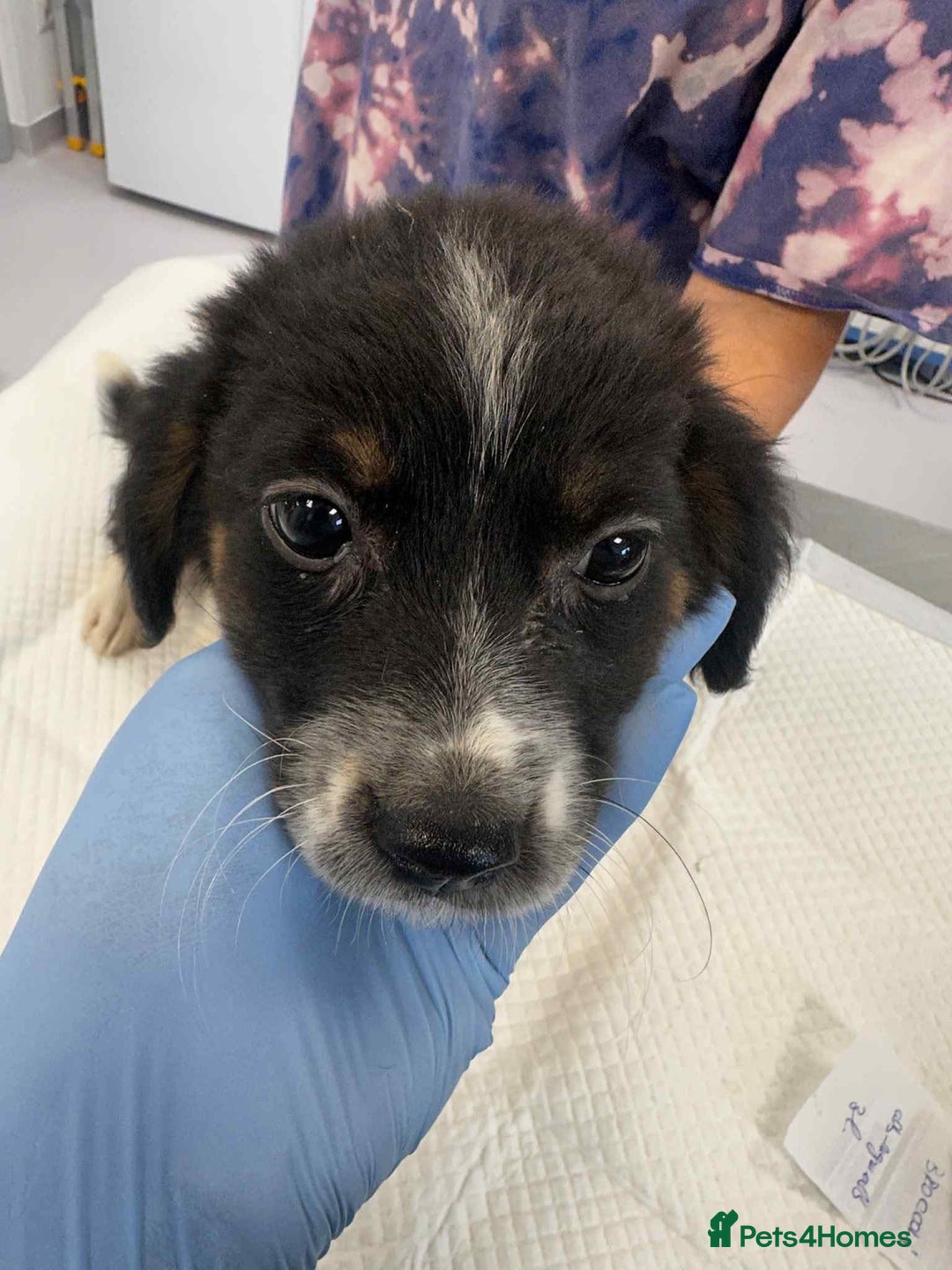 Mixed Breed dogs for adoption: 💮Cauliflower💮 for adoption, coming into GLOUS - Image 10