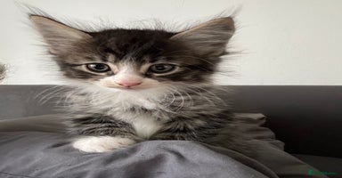Mixed Breed cats - Advert 10