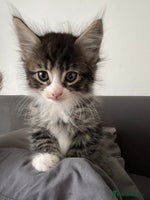 Mixed Breed cats - Advert 8