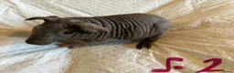Guinea Pig rodents for sale: Skinny pig pups. Boys and girls  - Advert 18