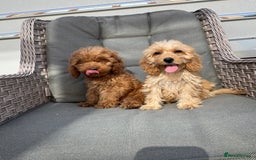 Cockapoo dogs for sale: F1 pra clear Cockapoos (council licensed breeder) - Image 14