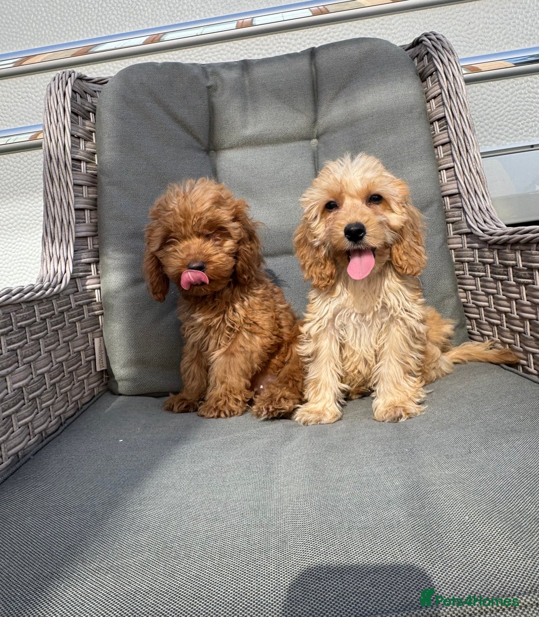 Cockapoo dogs for sale: F1 pra clear Cockapoos (council licensed breeder) - Image 14