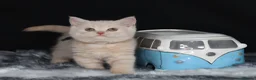 British Longhair cats for sale: Register Golden British Longhair/Shorthaired  - Advert 14