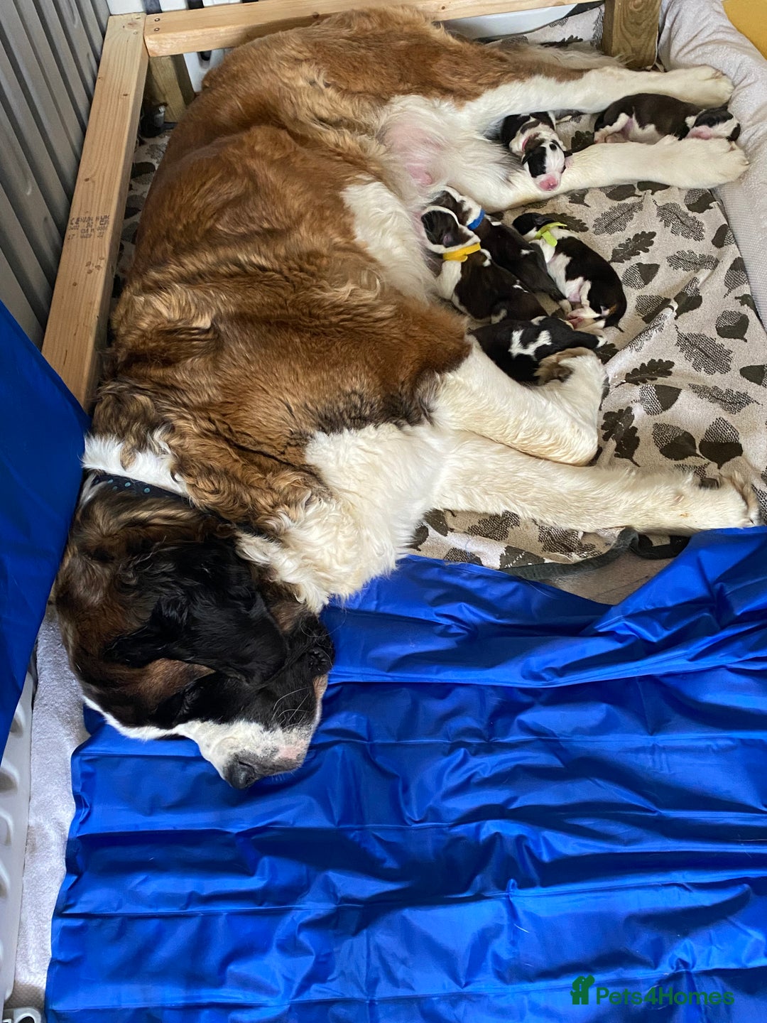 Saint Bernard dogs for sale: Gorgeous Saint Bernard puppies looking for homes - Image 6