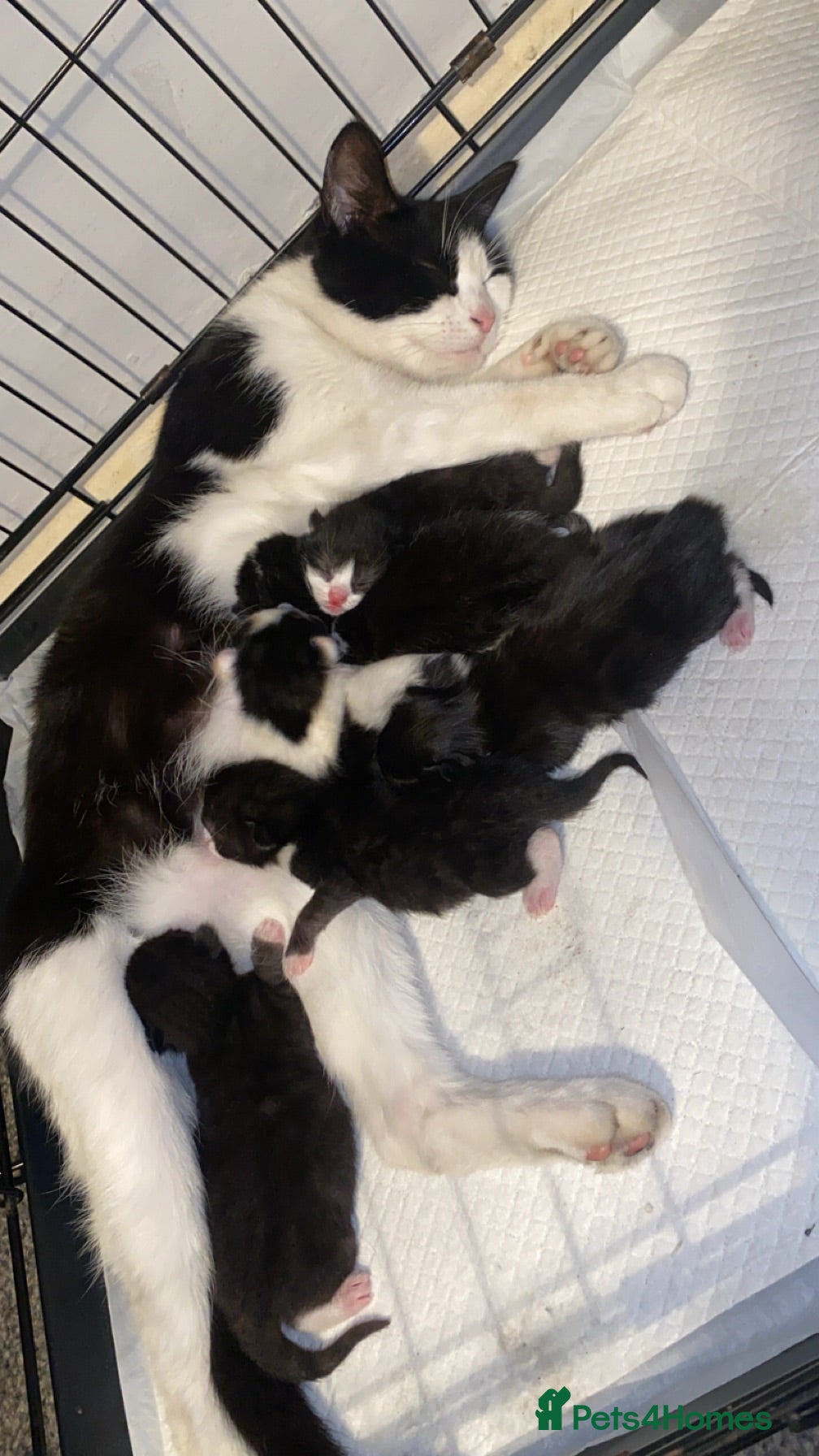 Mixed Breed cats 6 gorgeous babies - Advert 1