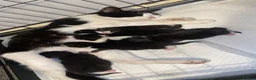 Mixed Breed cats for sale: 6 gorgeous babies - Advert 1