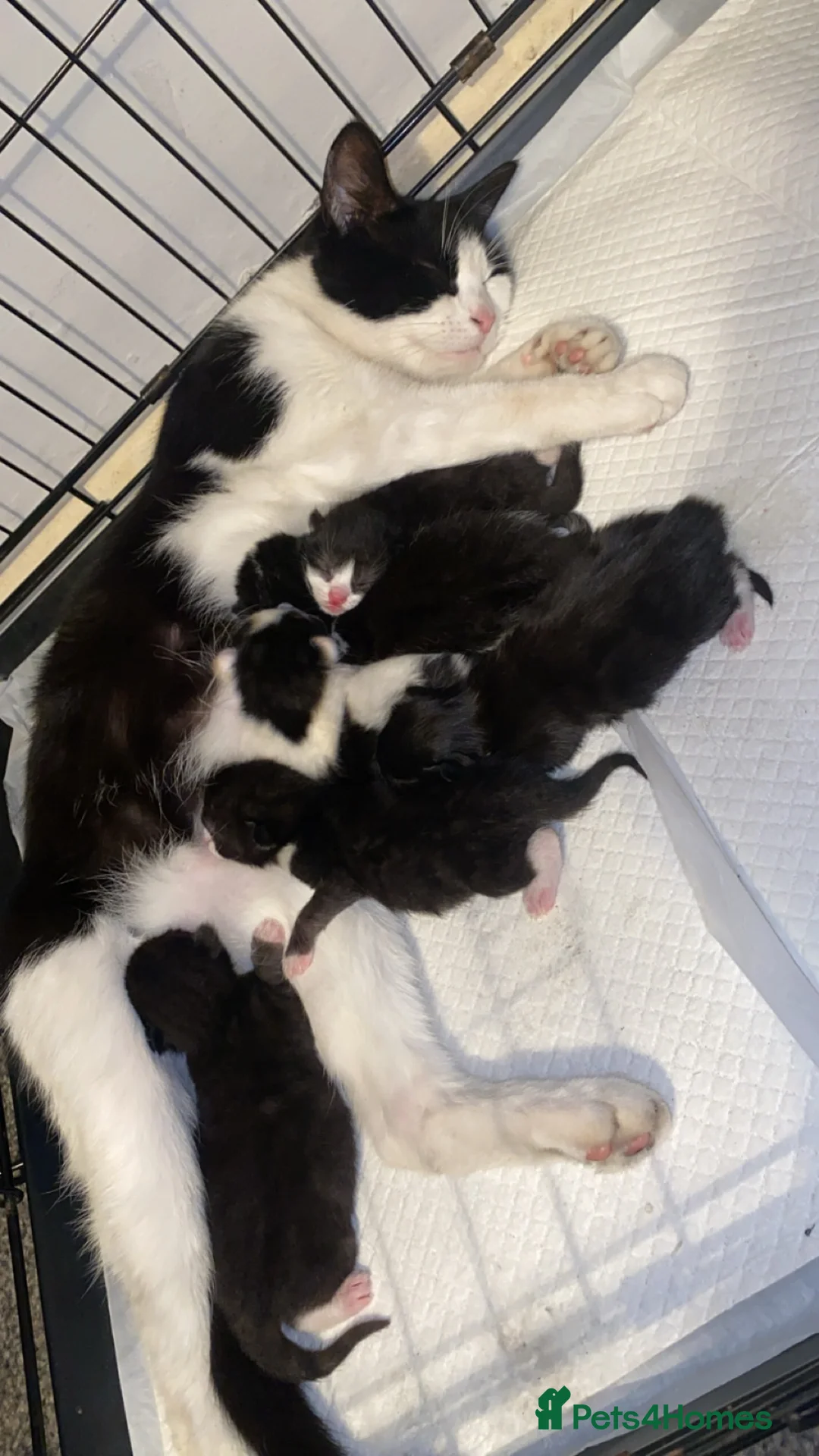 Mixed Breed cats for sale: 6 gorgeous babies - Advert 1