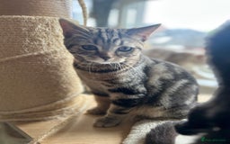 Scottish Fold cats for sale: Beautiful kittens just for you - Image 16