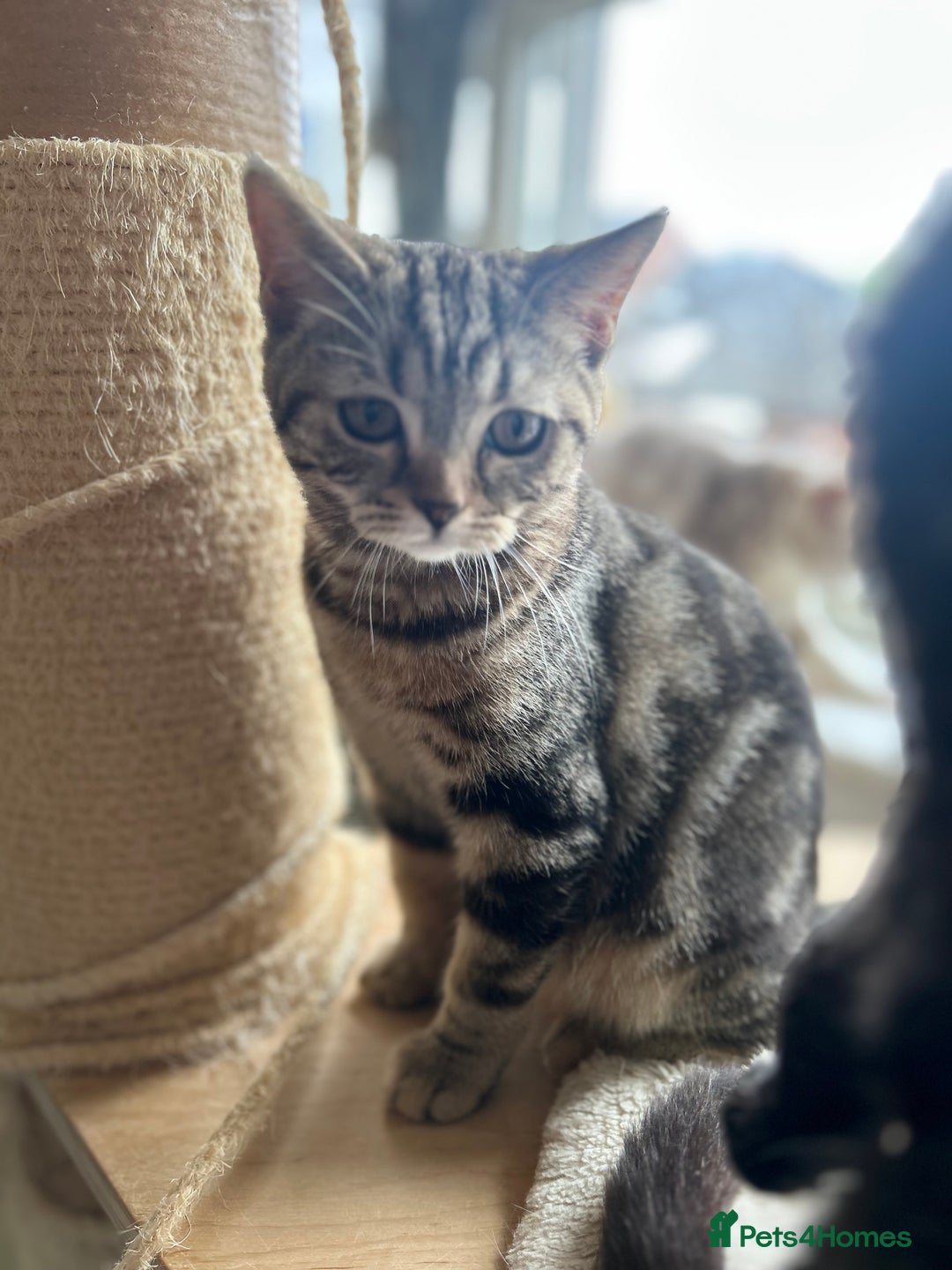 Scottish Fold cats for sale: Beautiful kittens just for you - Image 16