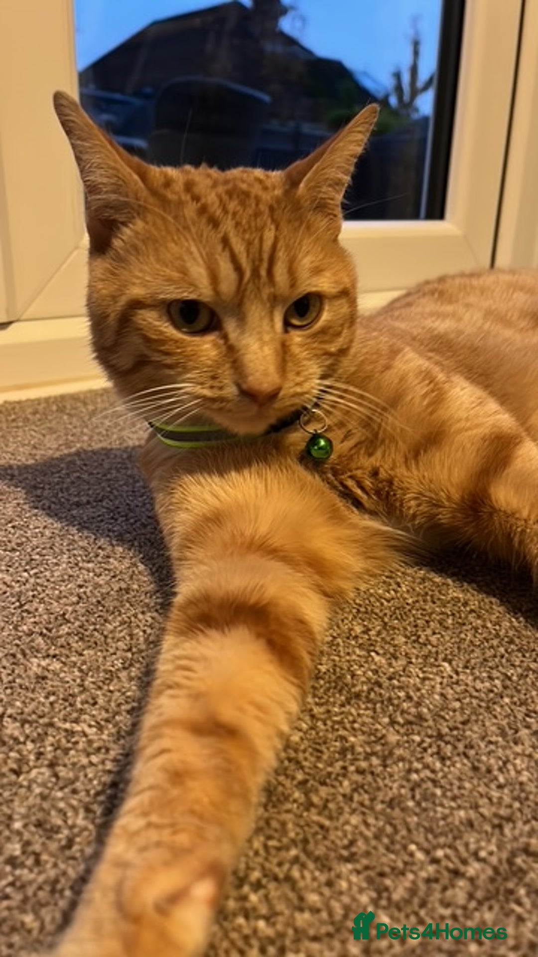 Mixed Breed cats for sale: Ginger & White Young Male Cat looking forever home - Advert 5