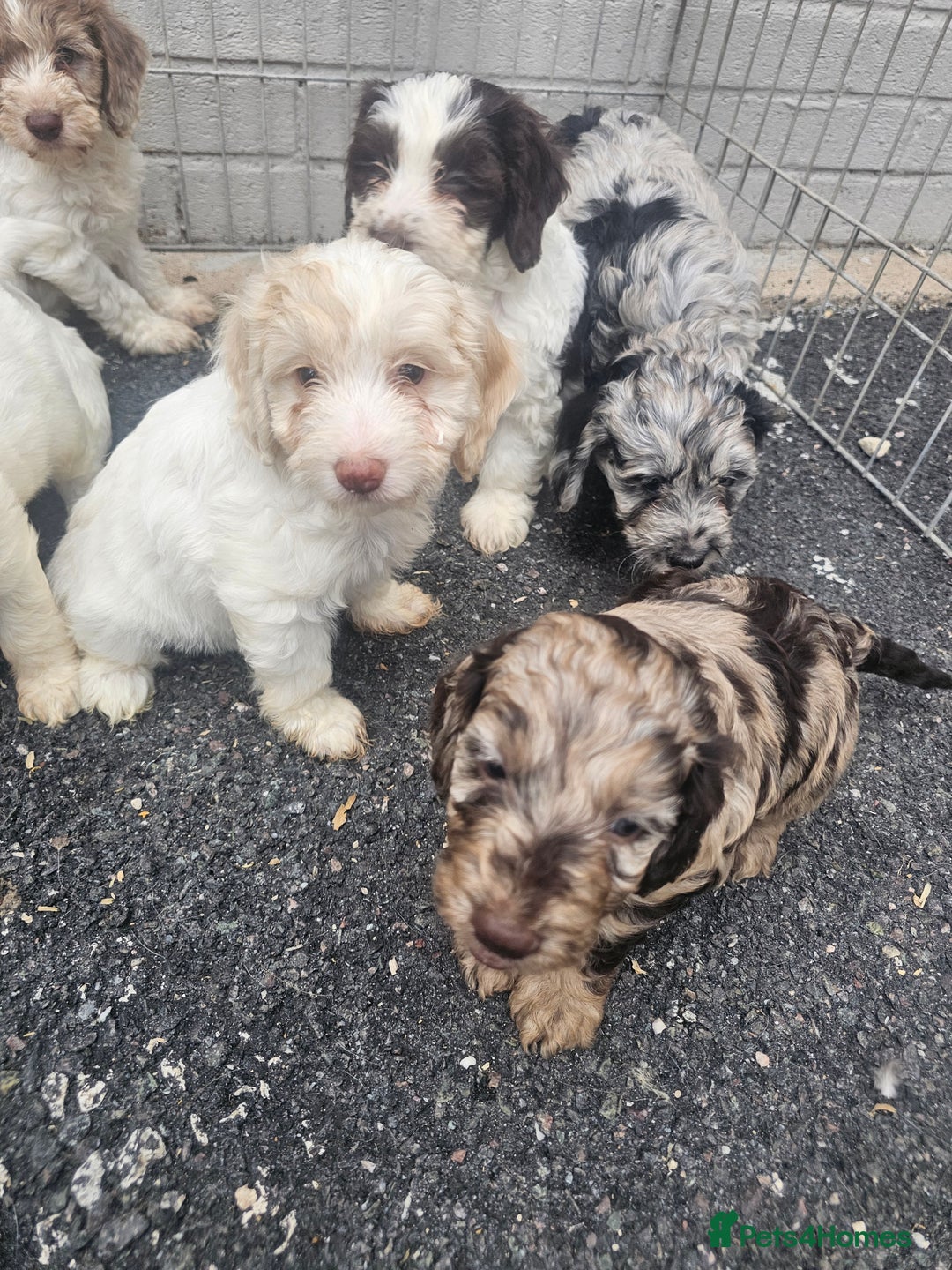 Cockapoo dogs for sale: Cockapoo puppies 🐶  - Image 1