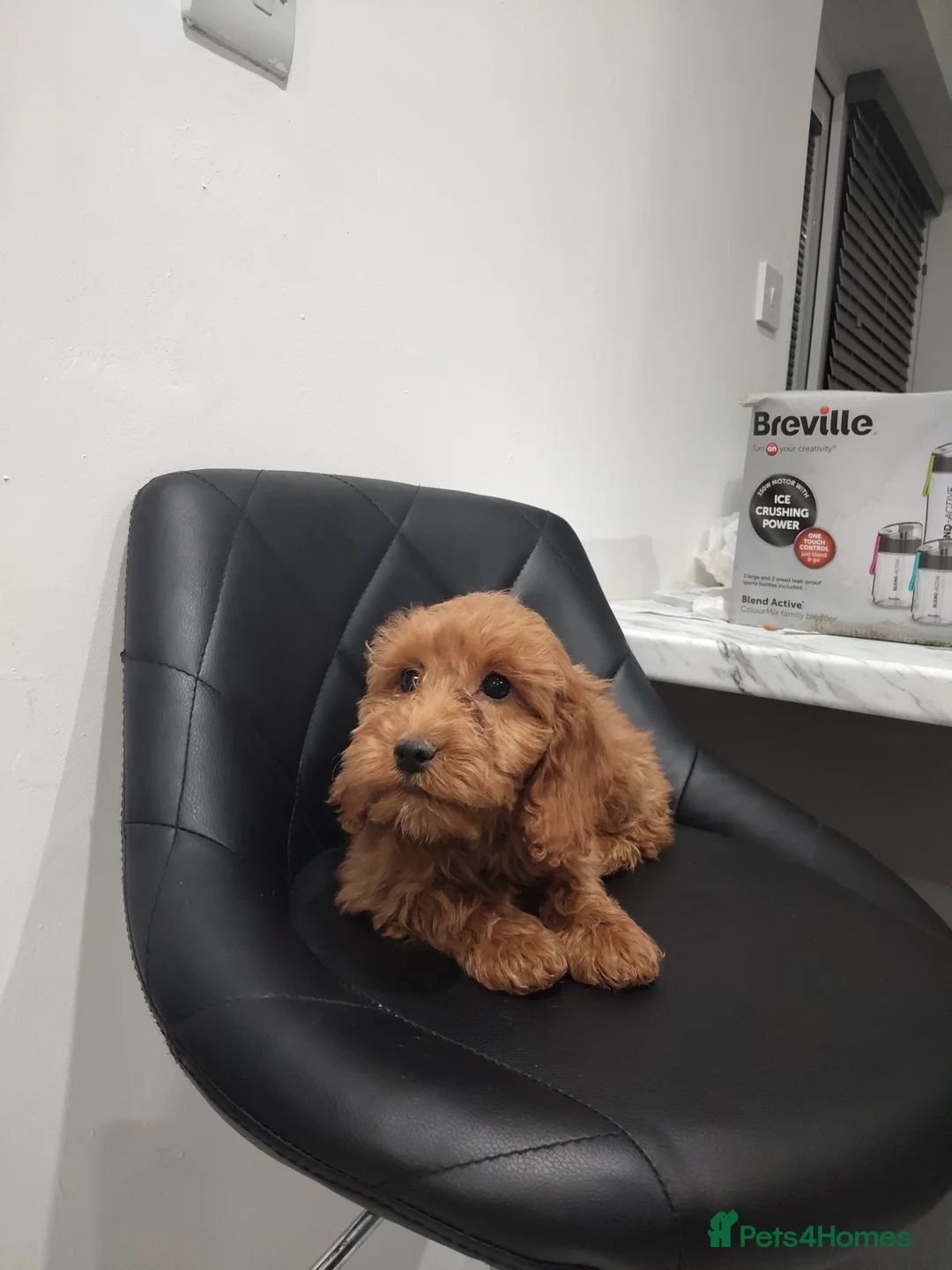 Cockapoo dogs for sale: Toy cockapoos😍 - Advert 8