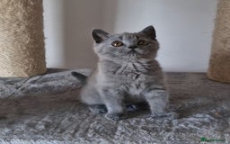 British Shorthair cats for sale: Tica Registered Blue British Shorthair kittens - Image 11