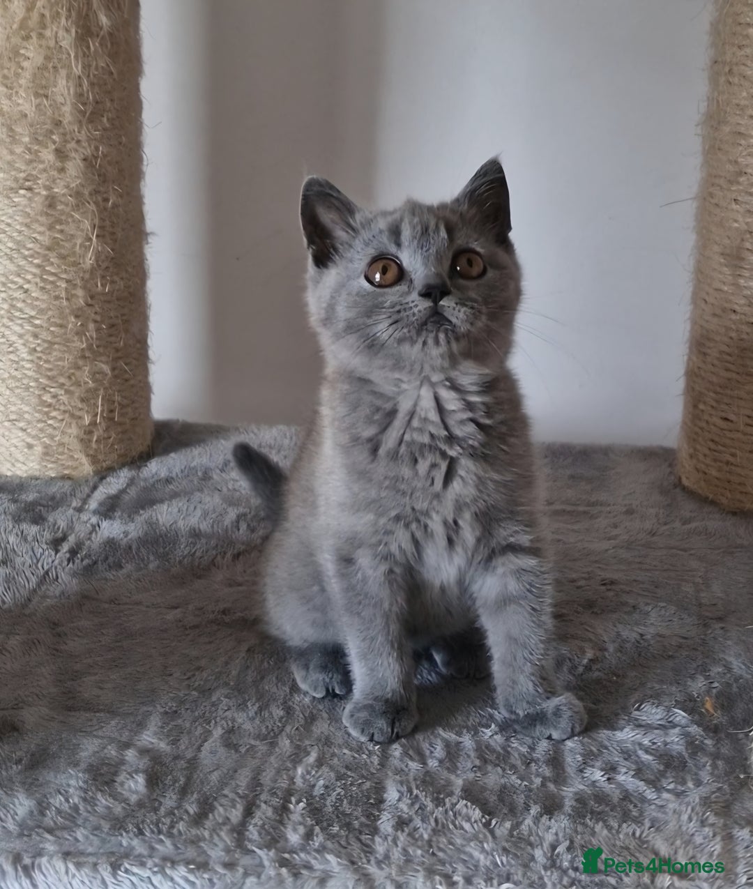 British Shorthair cats for sale: Tica Registered Blue British Shorthair kittens - Image 11
