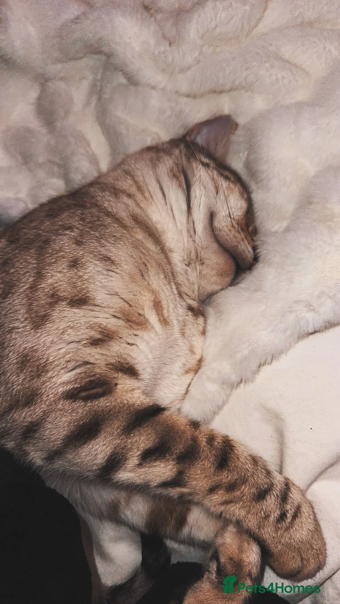 Bengal cats for sale: Moon the Snow Lynx Bengal - Advert 3