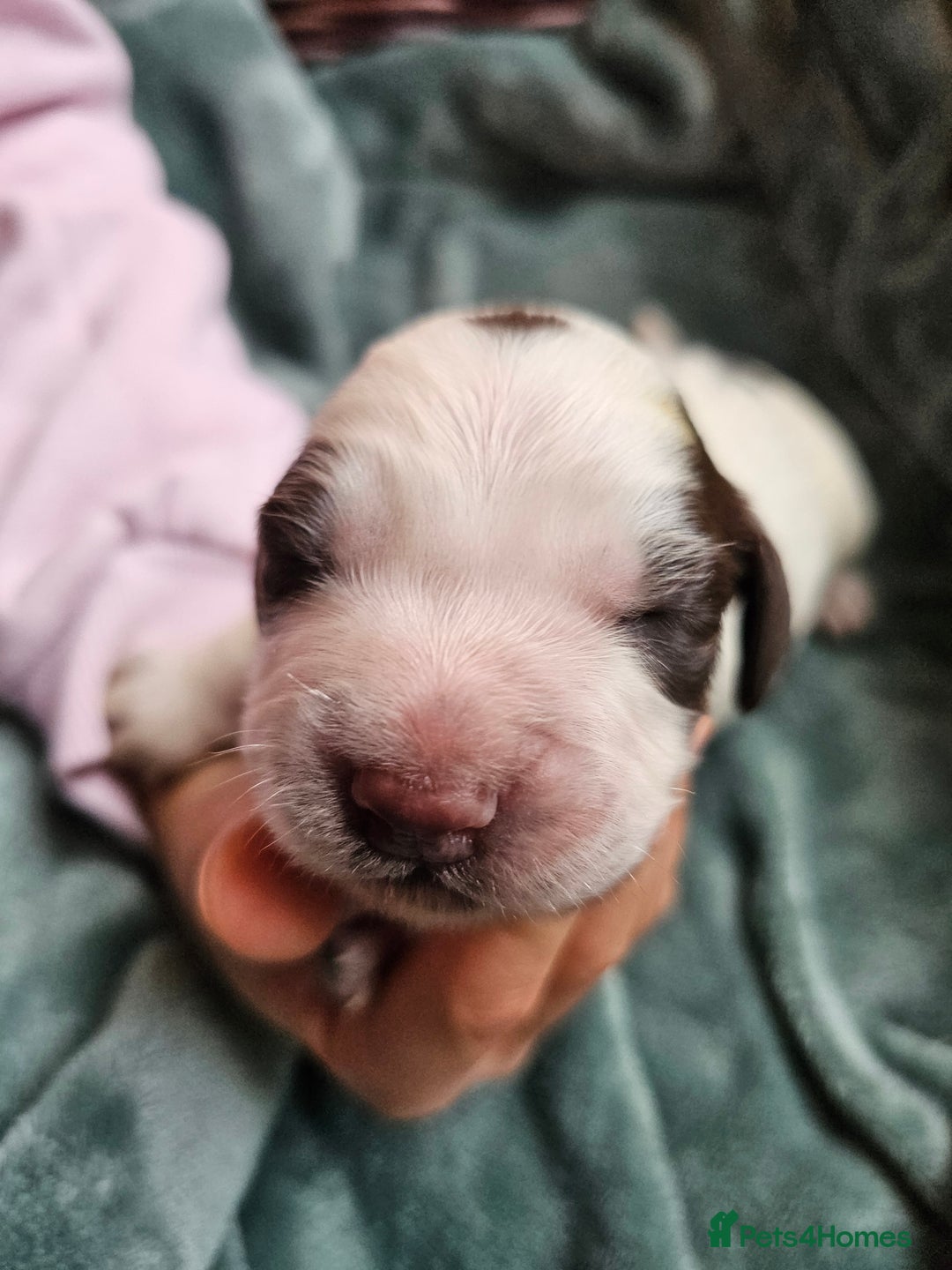 Cocker Spaniel dogs for sale: Chocolate roan working cocker spaniel puppies  - Image 5