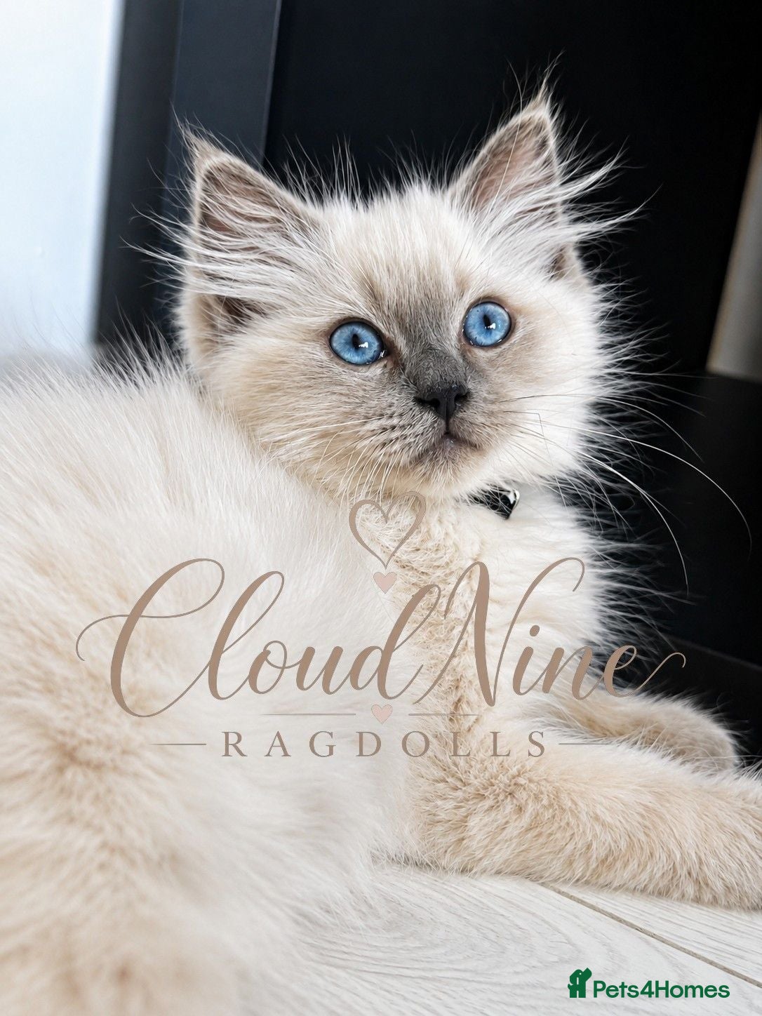 Ragdoll cats 1 Stunning TICA-Registered Ragdoll Boy - Simon - Advert 2
