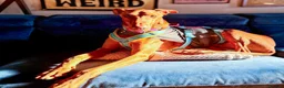 Mixed Breed dogs for adoption: Robbie - Spanish Podenco - Advert 18