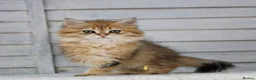 British Longhair cats for sale: Boy ready  - Advert 9