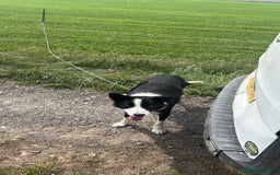 Border Collie dogs for sale: dog for sale - Image 11