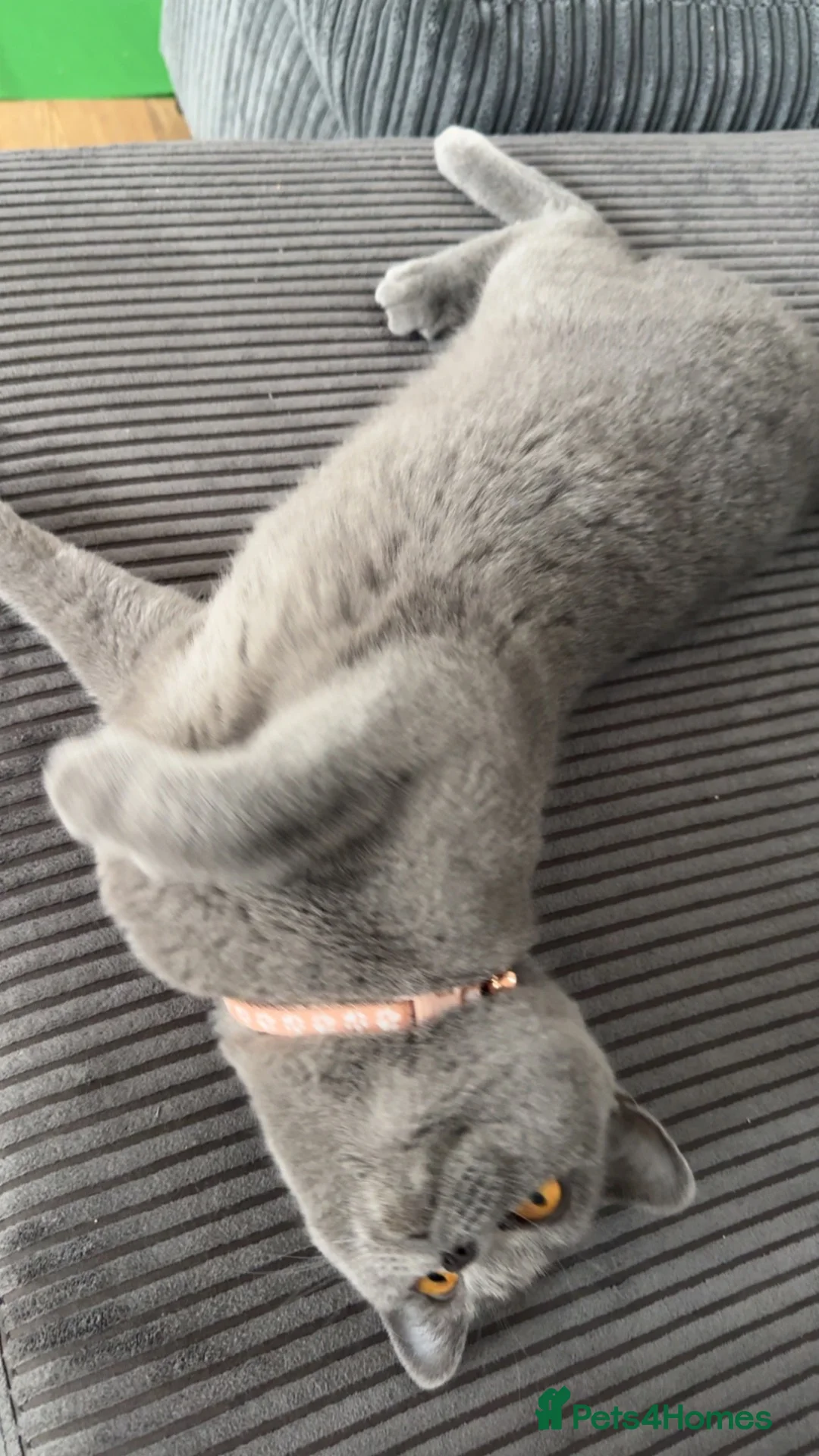 British Shorthair cats for sale: Poppy - Advert 5