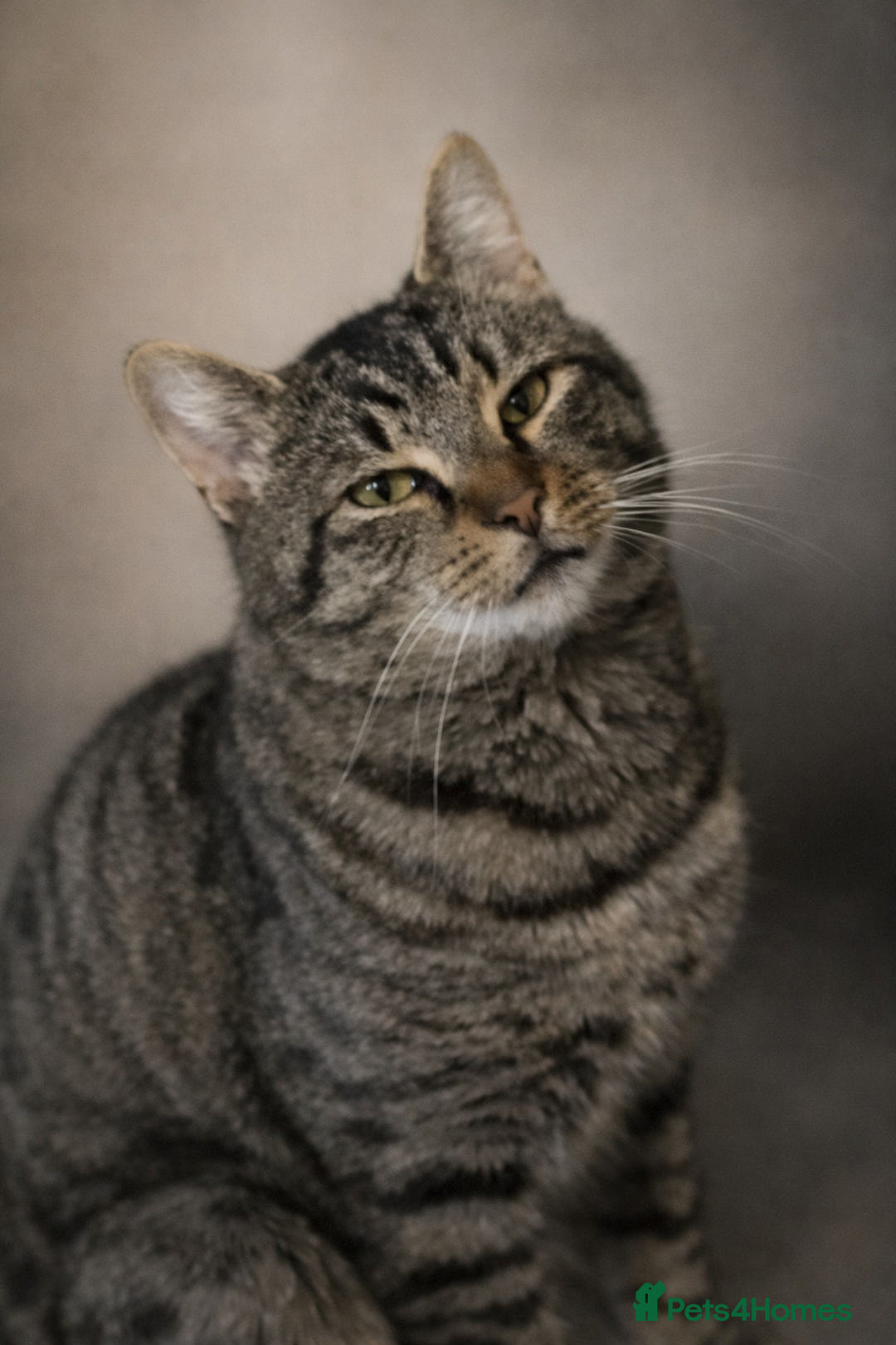 Maine Coon cats for sale: Mainecoon X tabby kittens 🐈‍⬛  - Advert 2