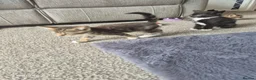 Mixed Breed cats for sale: Kittens ready to leave now - Advert 9