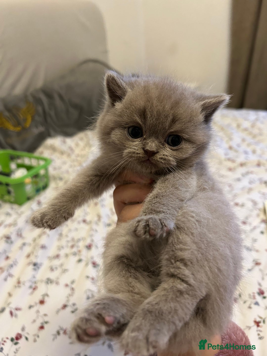 British Shorthair cats for sale: Beautiful British shorthair kittens - Advert 15