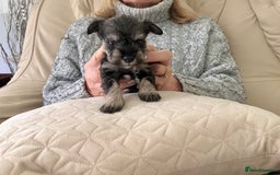 Miniature Schnauzer dogs for sale: Beautiful kc reg miniature schnauzers - Advert 4