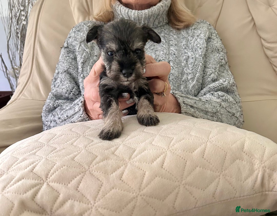 Miniature Schnauzer dogs for sale: Beautiful kc reg miniature schnauzers - Advert 4