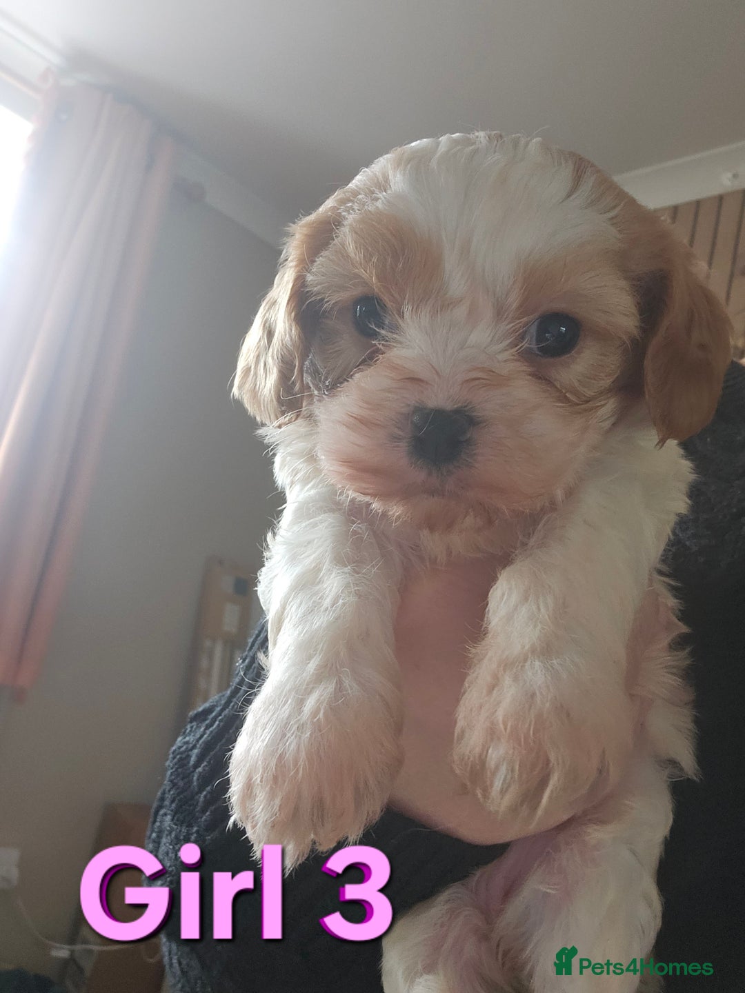 Cavachon dogs for sale: Cavachons. Beautiful Bundles of Fluff  - Advert 13