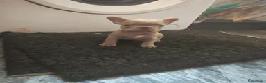 French Bulldog 1