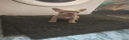 French Bulldog dogs for sale: French bulldog puppie  - Advert 3
