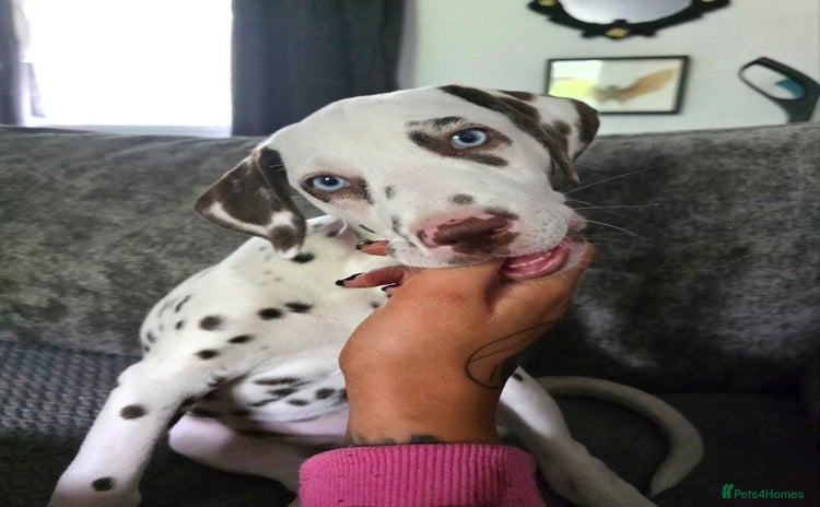 Dalmatian dogs - Advert 1