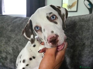 Dalmatian dogs - Advert 12