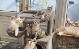 Maine Coon cats for sale: TICA PEDIGREE MAINE COON KITTENS  - Image 20