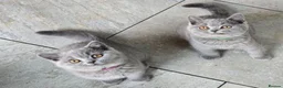 British Shorthair cats for sale: Fully Vaccinated Adorable Gorgeous BSH kittens - Advert 15