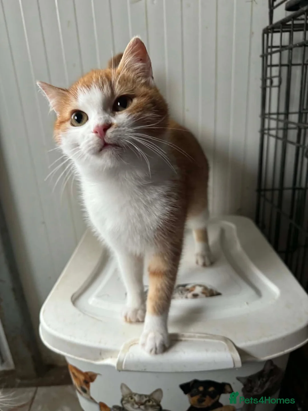 Mixed Breed cats for adoption: Raviolo - Banham Norfolk  in Norwich - Advert 12