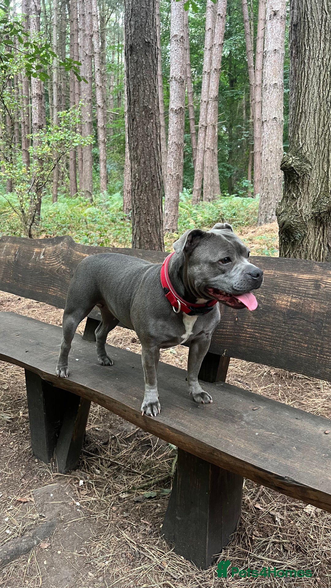 Staffordshire Bull Terrier dogs for sale: Billionaire Bill x Kenzduo Glass Souls  - Advert 1