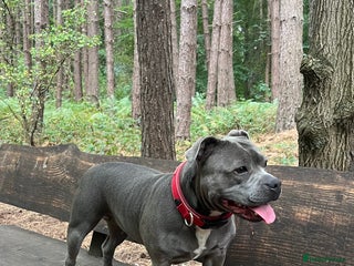 Staffordshire Bull Terrier dogs for sale: Billionaire Bill x Kenzduo Glass Souls - Advert 1