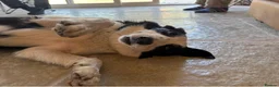 Border Collie dogs for sale: 1 left - Ready Now - Border collie pups  - Advert 6