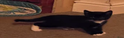 Mixed Breed cats for sale: Black male ready to go! - Advert 5