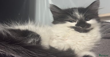 Mixed Breed cats - Advert 3